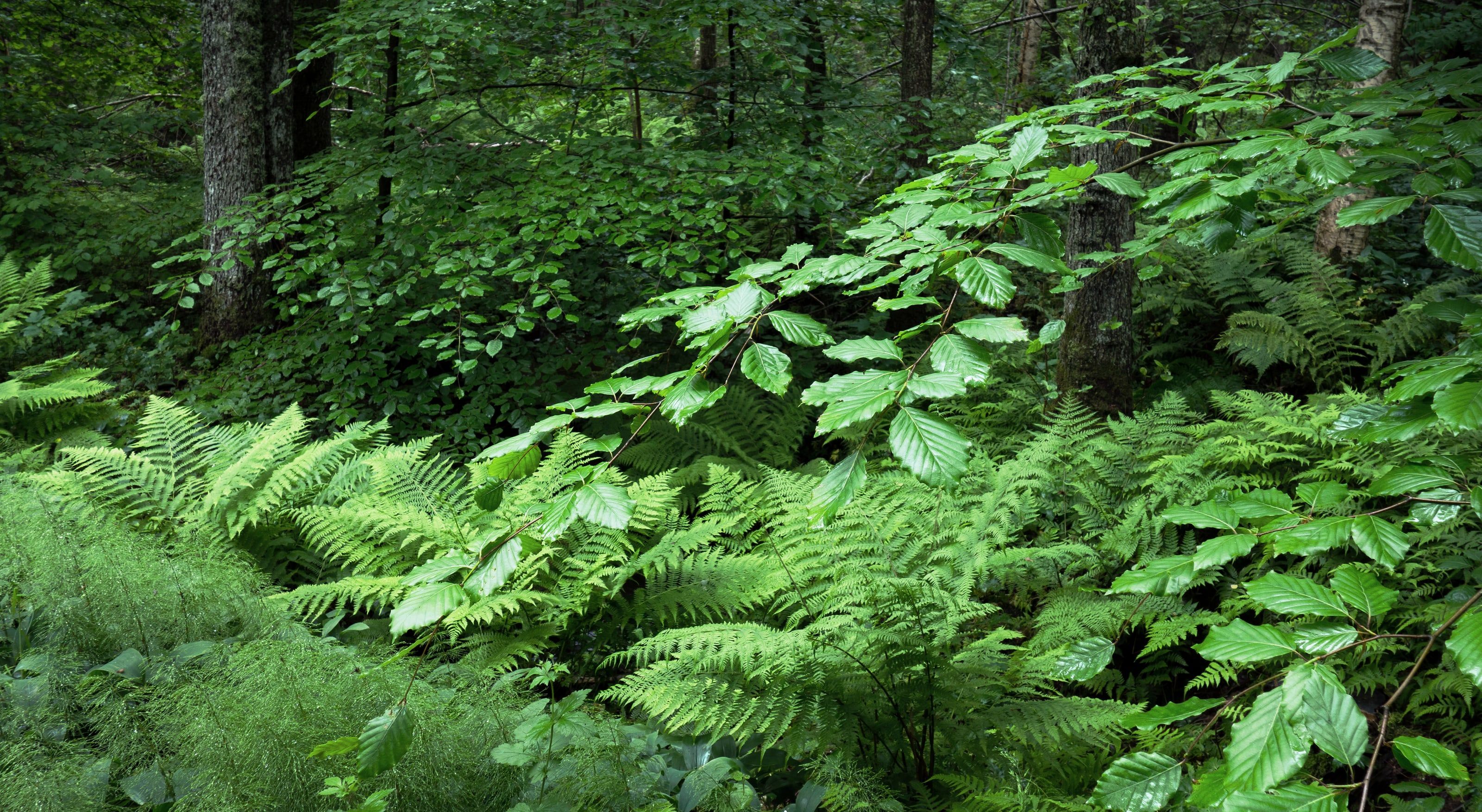 Dichte Farne und junge Buchenblätter in einem tiefgrünen Wald.