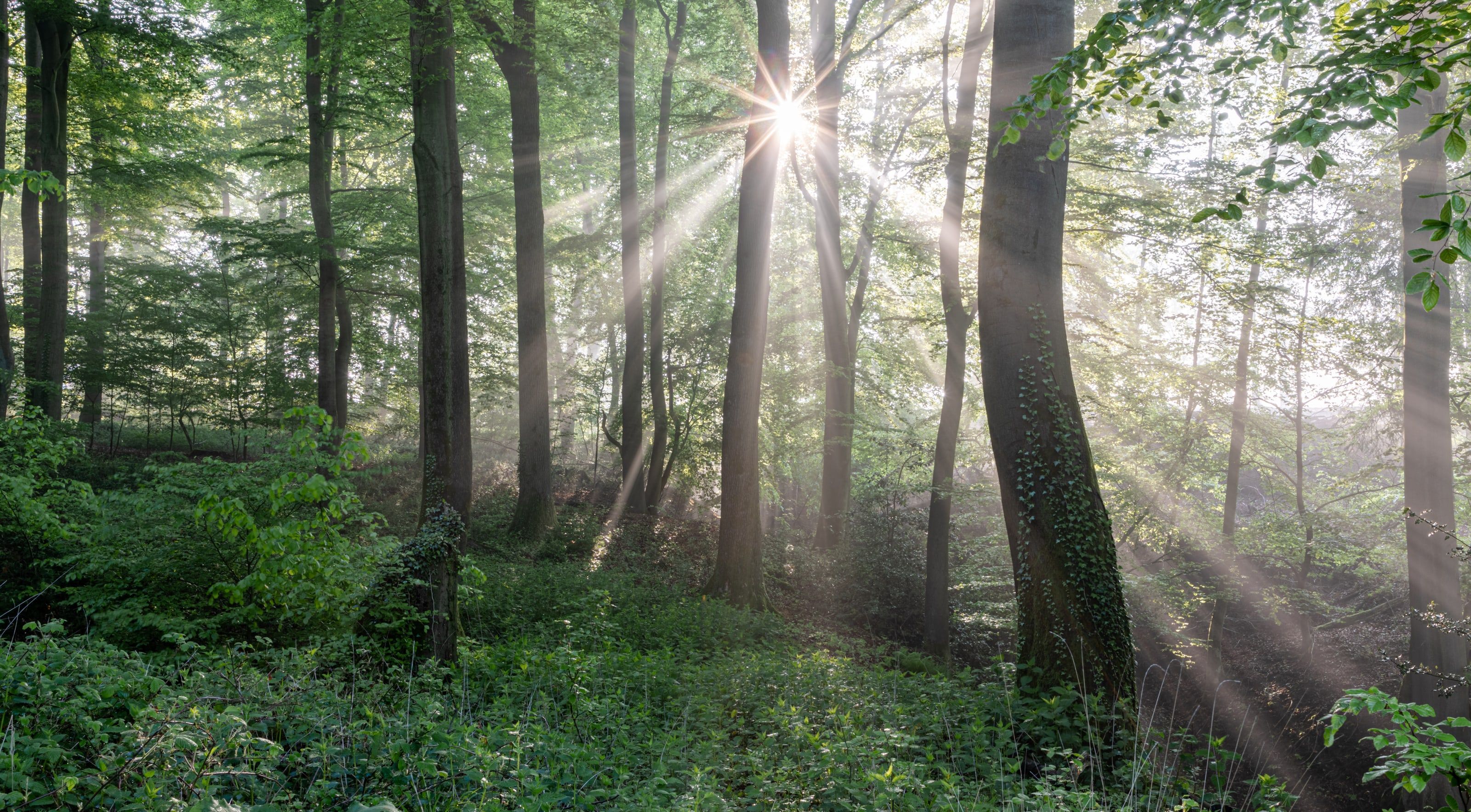 Morgensonne, die in Strahlen durch hohe Buchenstämme auf einen grünen Waldboden fällt.