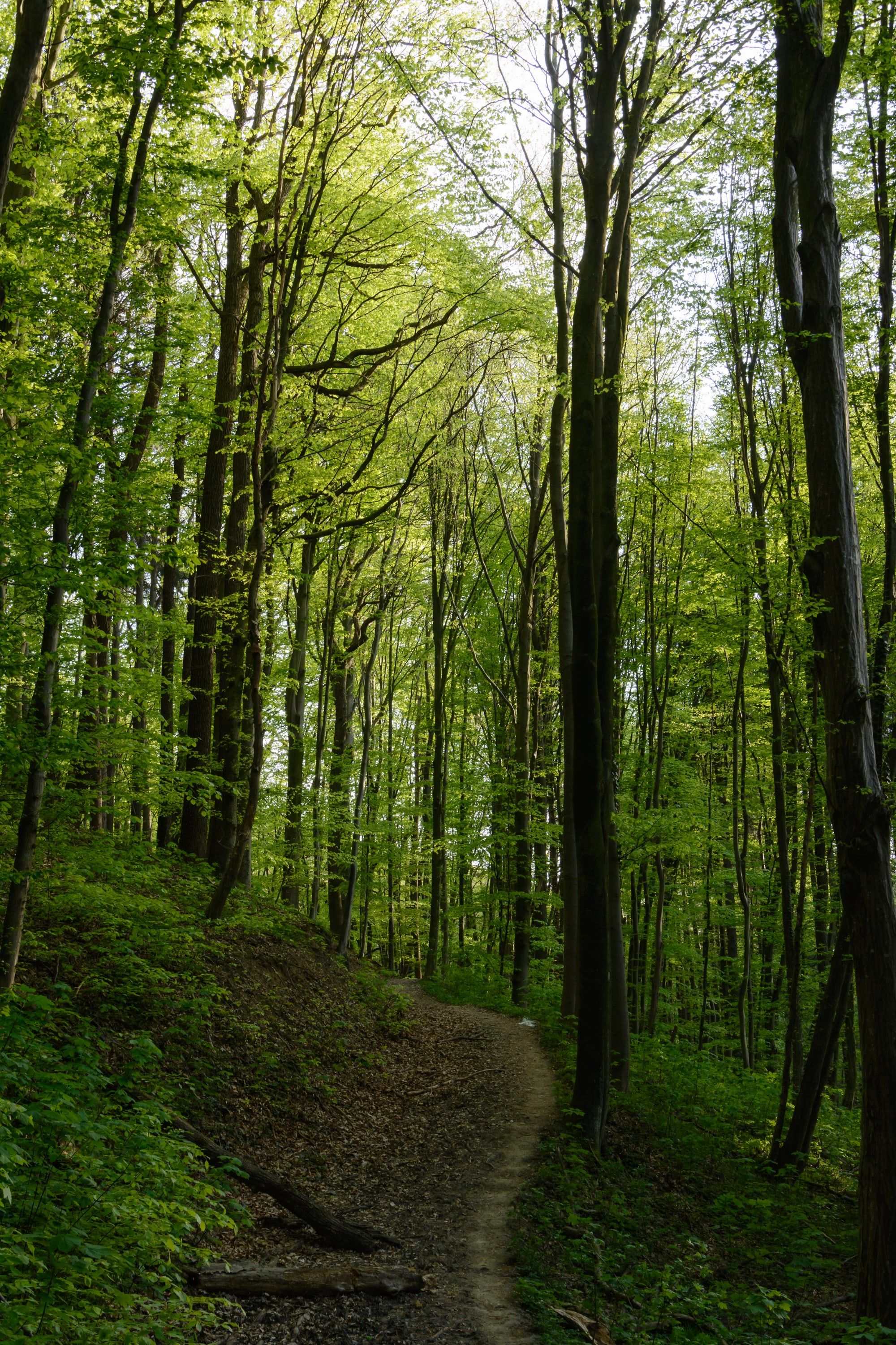 Ein schmaler Fußweg, der im Frühling in einen frisch grünen Buchenwald führt.